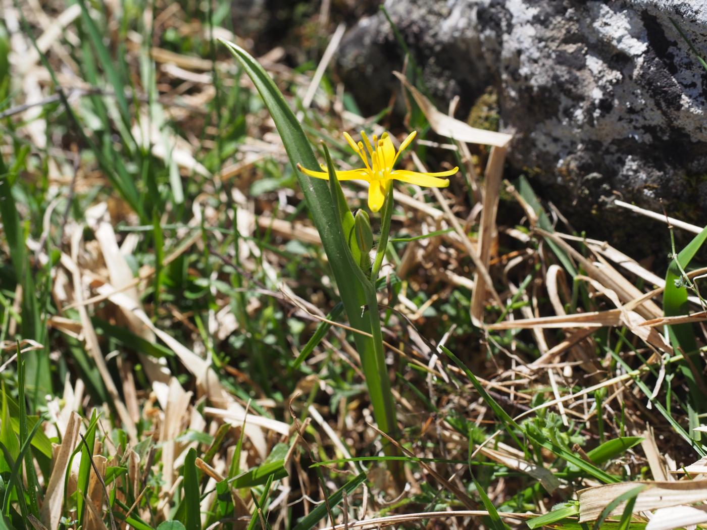 Gagea, Meadow plant